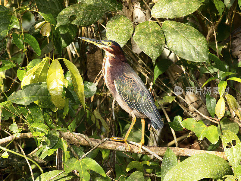 绿鹭(Butorides virescens)坐在树上，托图盖罗国家公园，哥斯达黎加